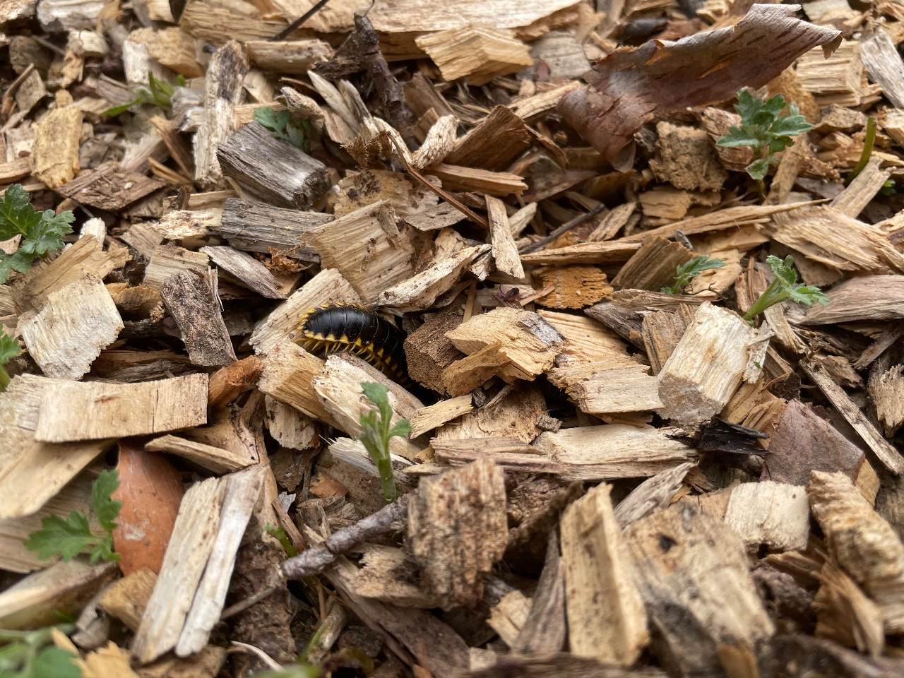 black and yellow centipede in mulch.