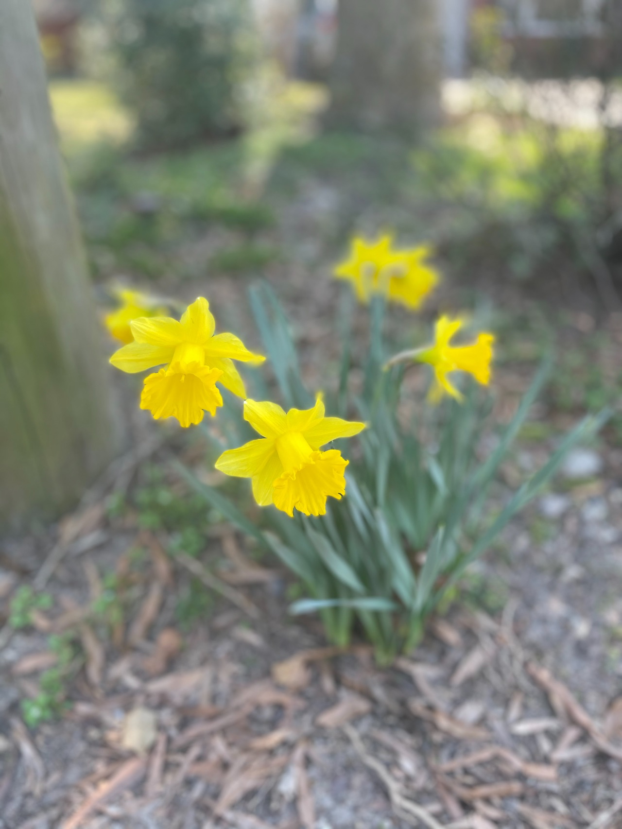 yellow daffodils.