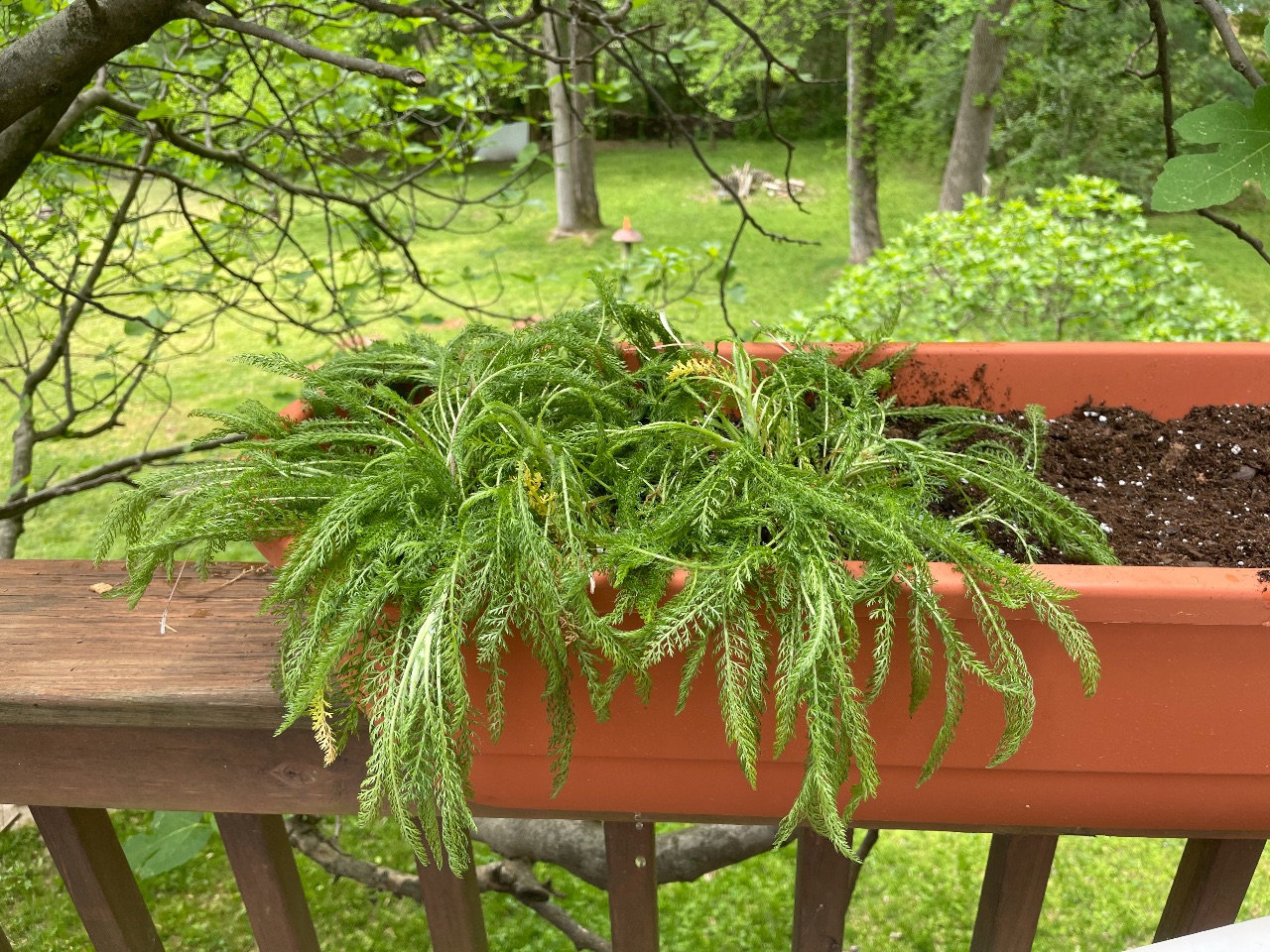 yarrow planted in a rail container.