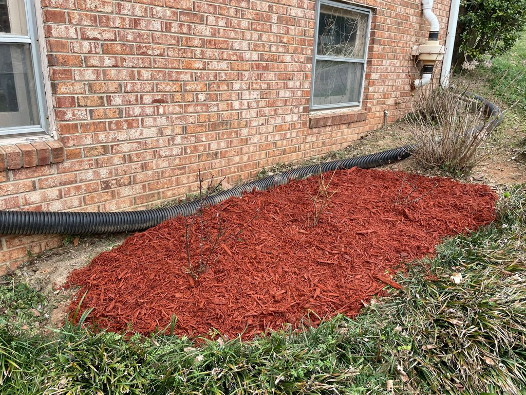 three bushes surrounded by mulch.