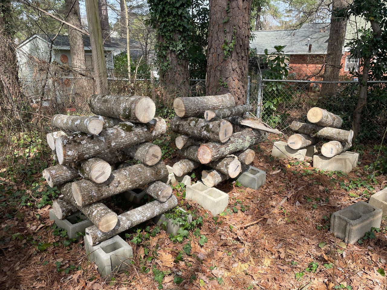 three stacks of inoculated logs.