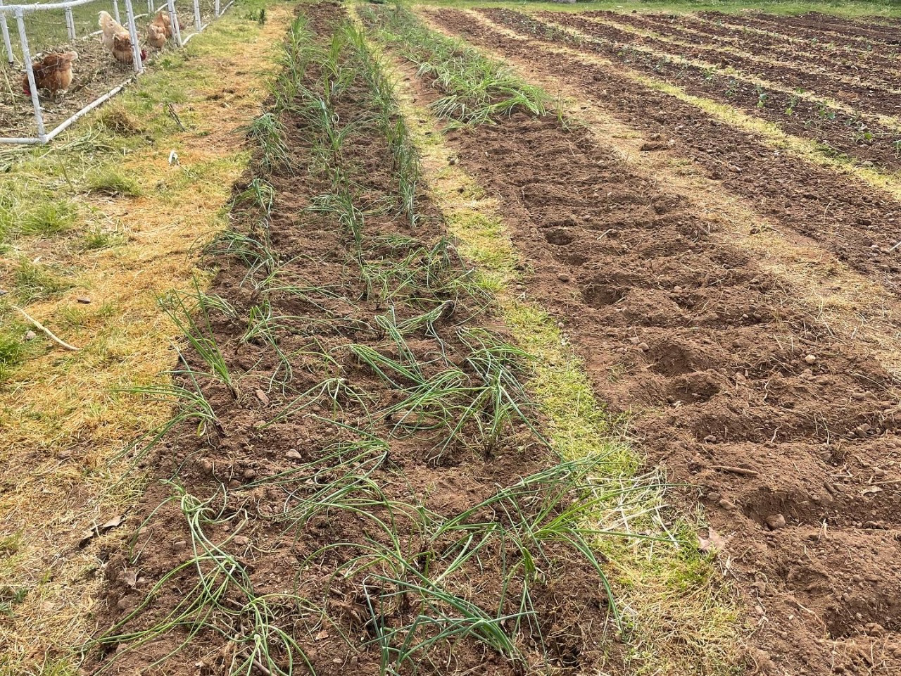 rows of young onion plants.