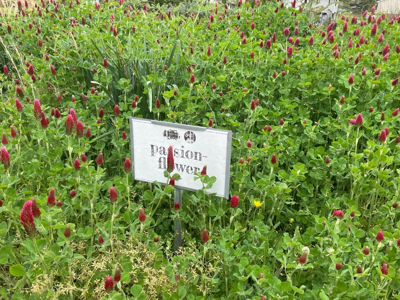 passion flowers with a sign that labels them.