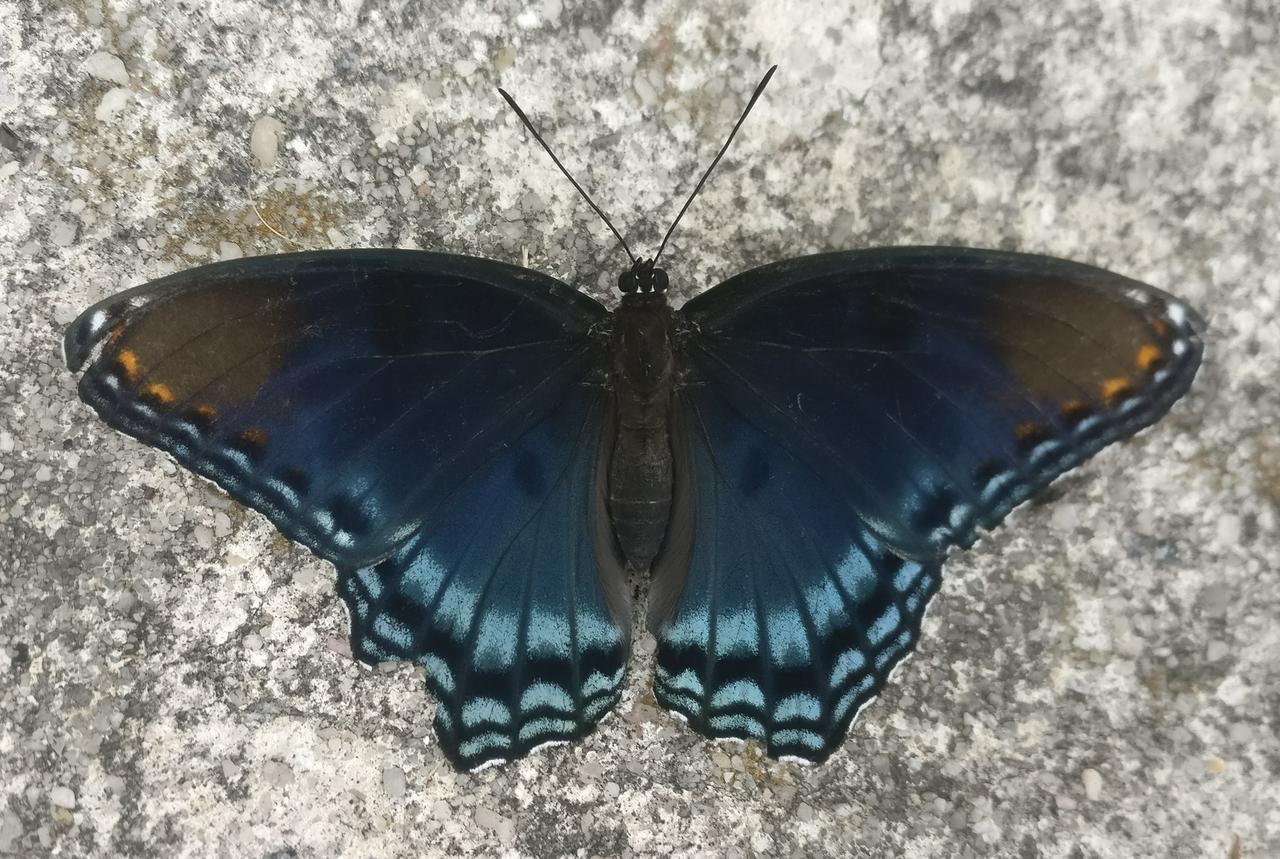 red-spotted purple admiral butterfly