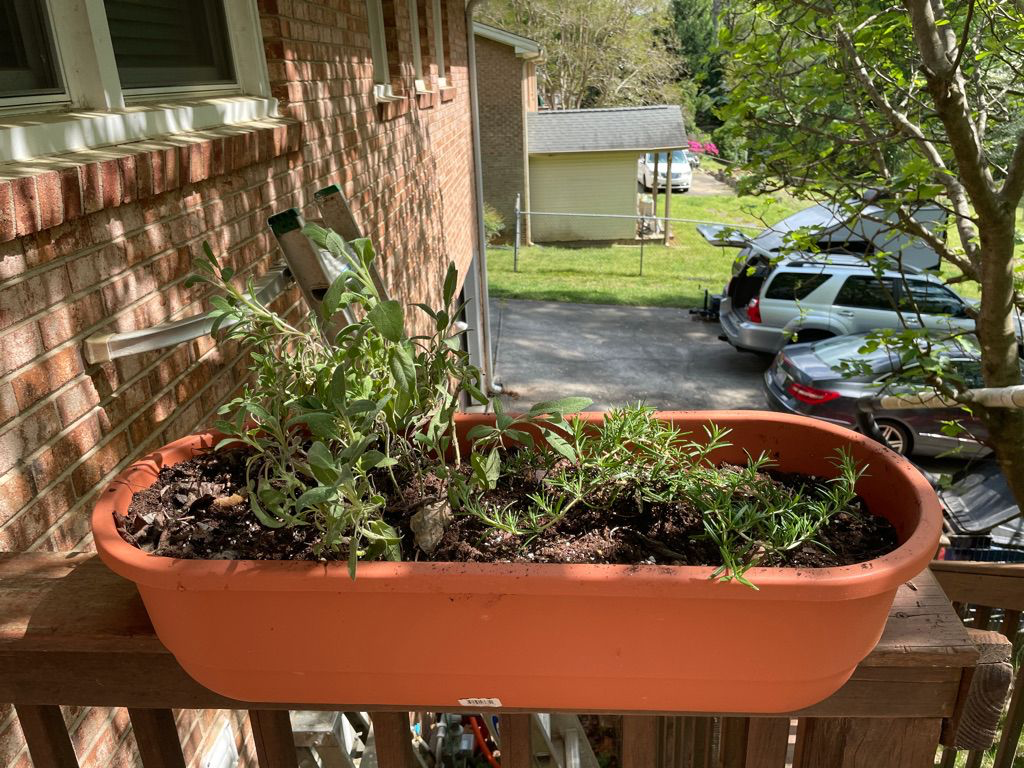 garden sage and creeping rosemary in a railing planter.