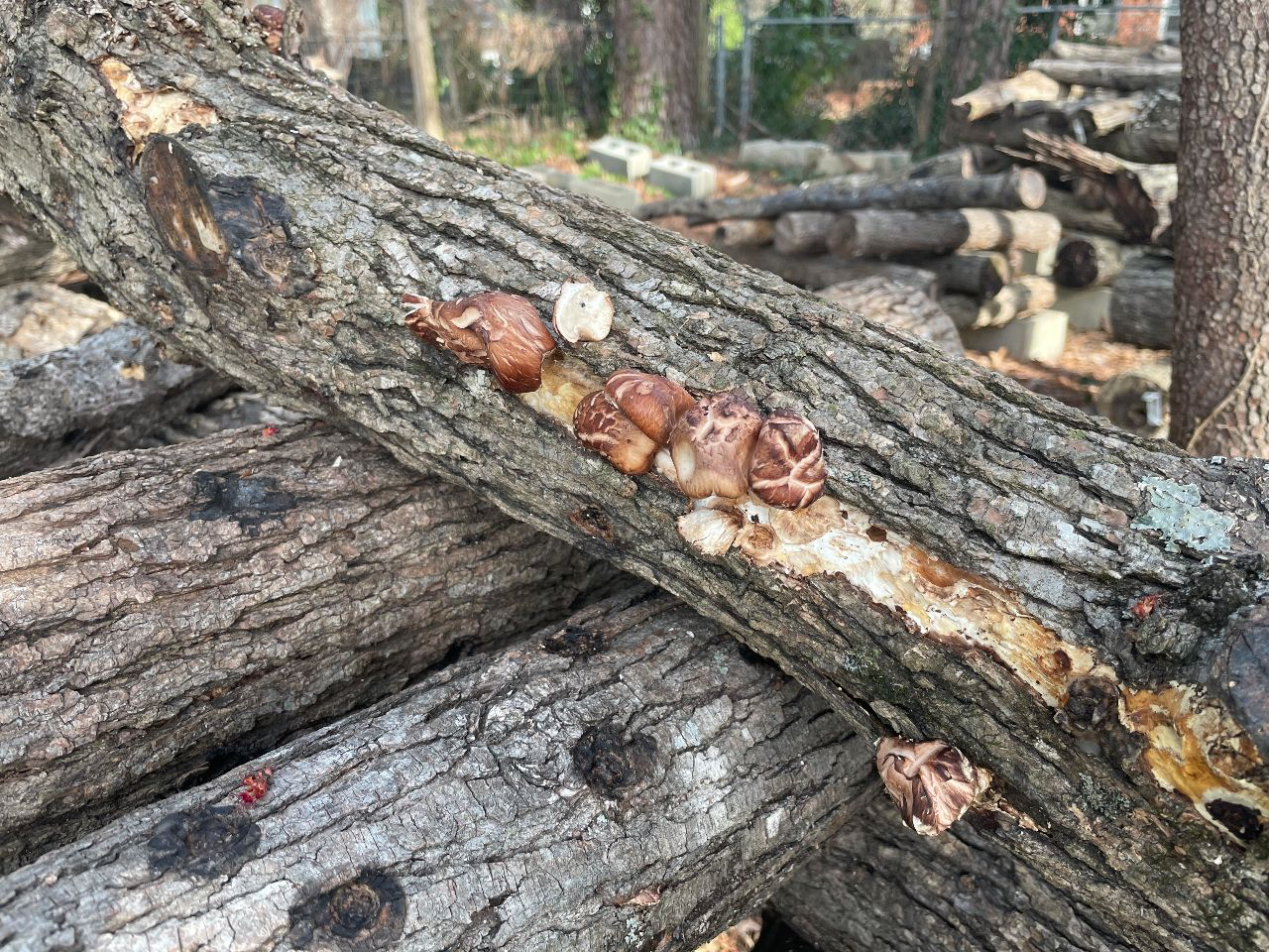 shiitake mushrooms growing on a log.