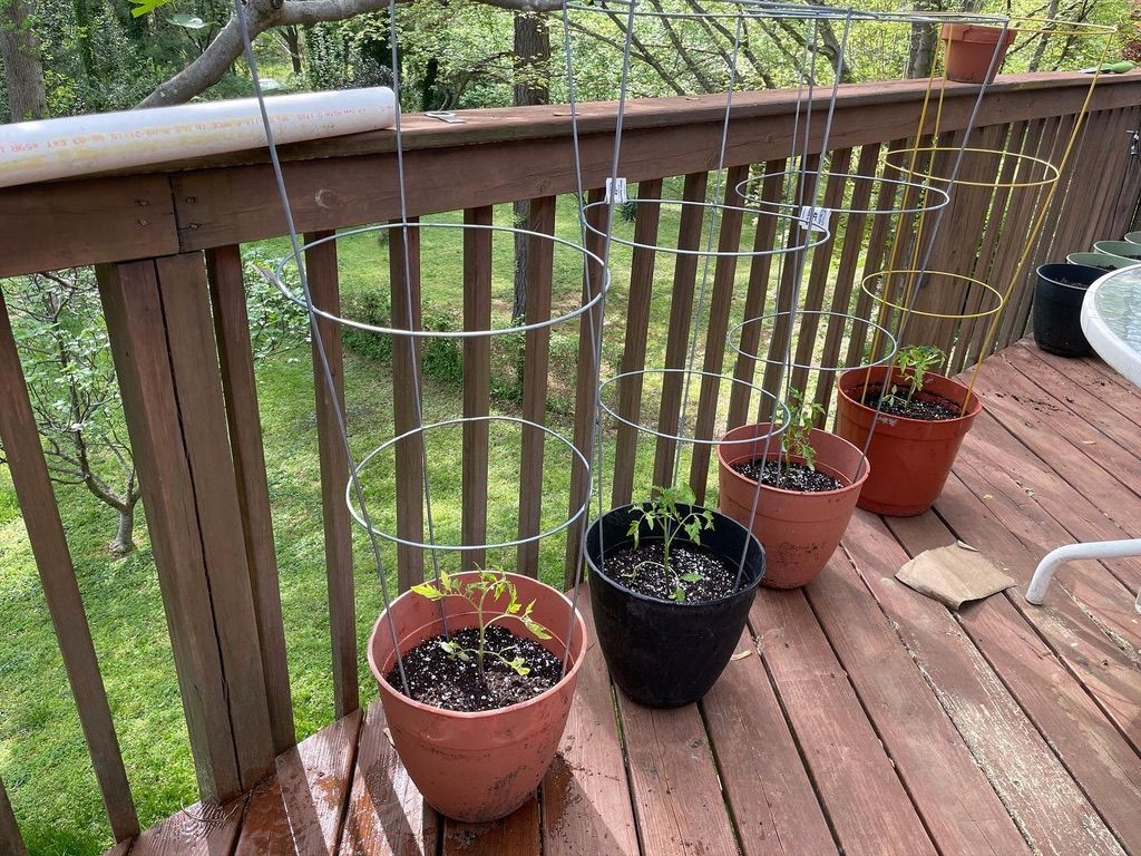 four tomato plants in planters with cages.