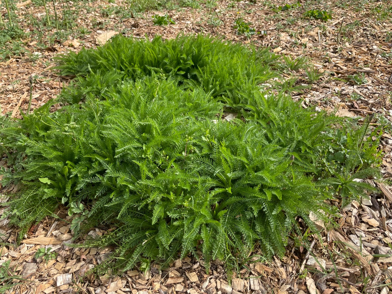 big bunch of yarrow growing in mulch.